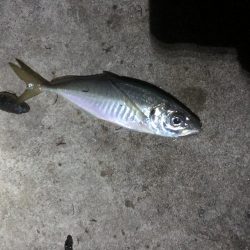 久々に大きめのアジ